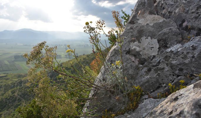 Odontarrhena albiflora