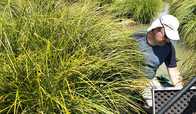 Cariceto a Carex elata, lago di Chiusi, Toscana, luglio 2020