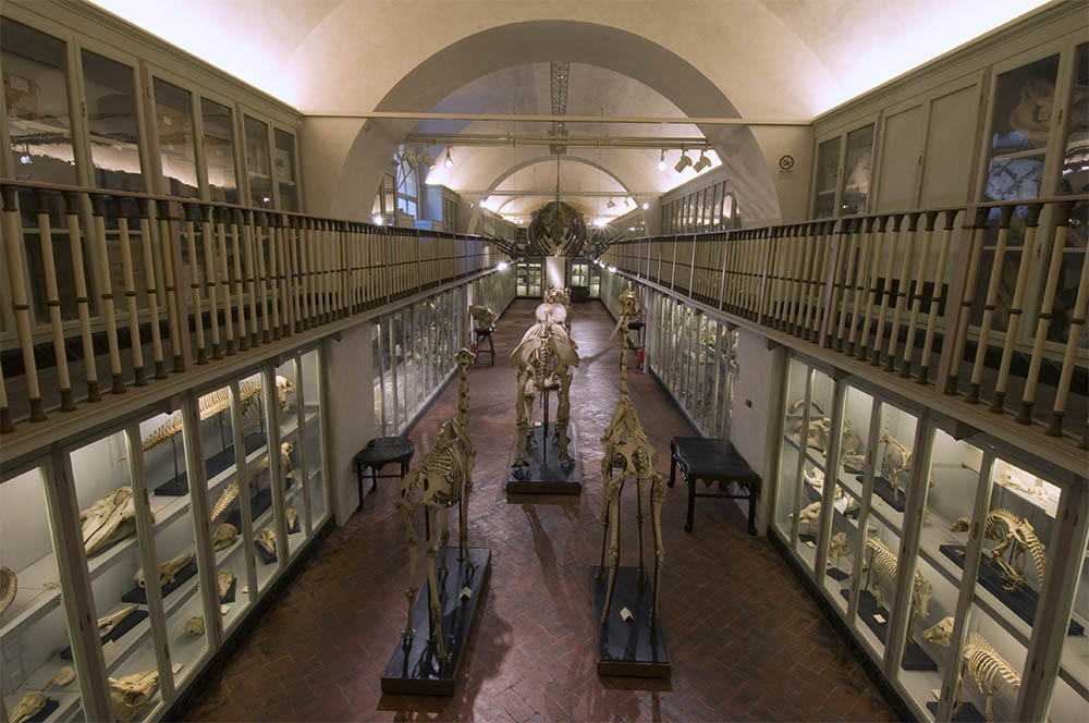 Salone degli Scheletri, La Specola
